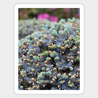 Pine Bush in Spring Magnet